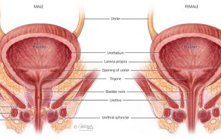 pelvic floor dubens dugnas