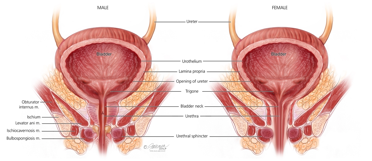 pelvic floor dubens dugnas